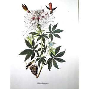 Audubon Birds of America Rufous Hummingbird Original Print Vtg 1950 Peterson